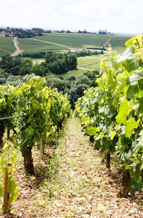 Weingärten im Burgund von Thomas Pico / Domaine Pattes Loup