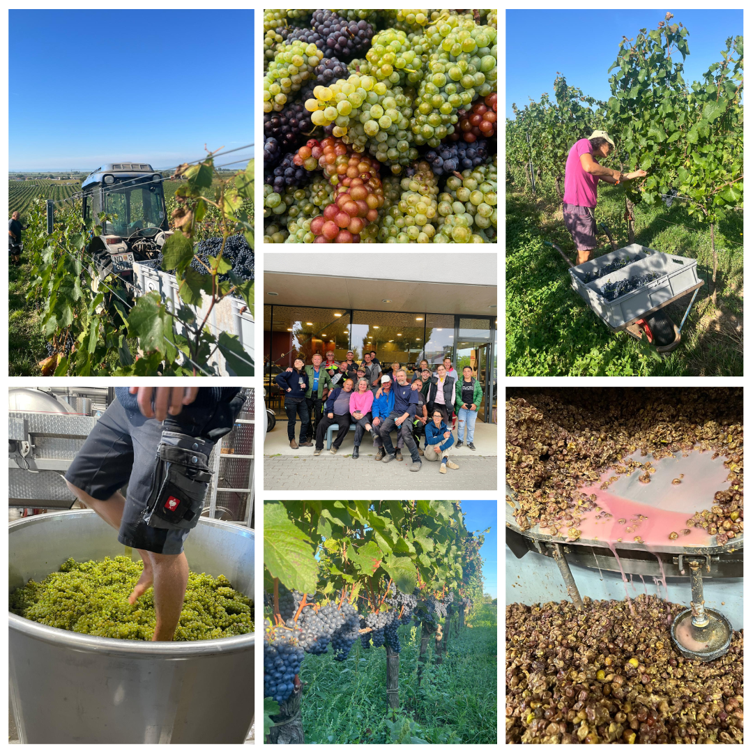 Judith Beck Harvest Recap 2025