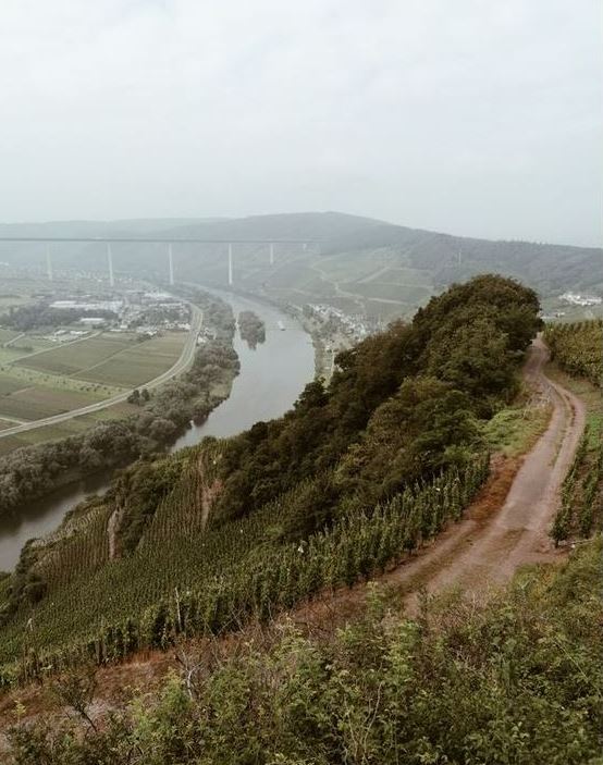 Wein aus Deutschland kaufen