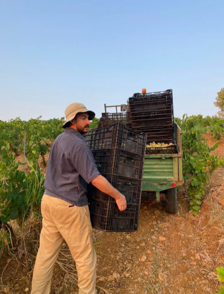 Sizilien Wein von Lorenzo Raffaglio online kaufen