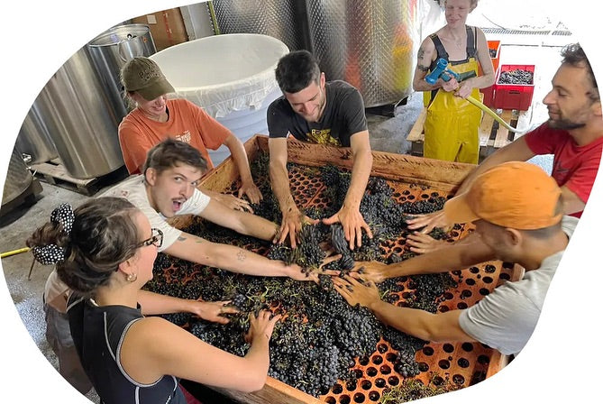 Lucas Madonia bei der Weinernte im Wallis in der Schweiz