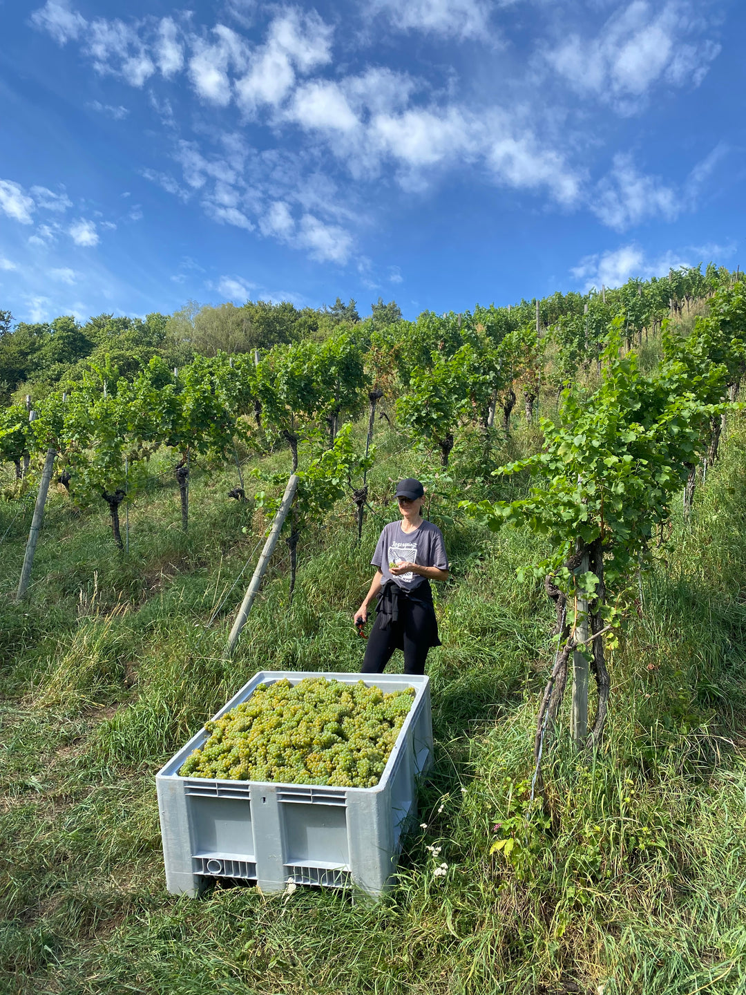 Weingut Kaarriegel im Weingarten 2